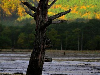 大正池に立枯れの木、神秘の景観を見せる
